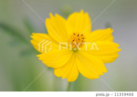 キバナコスモス キバナコスモス 11359408