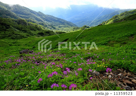 白馬連峰・朝日岳　五輪尾根分岐付近のハクサンコザクラ群落 11359523