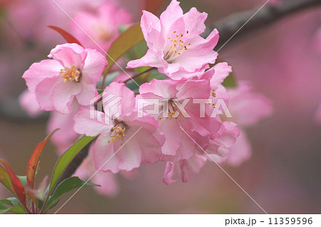 花海棠 11359596