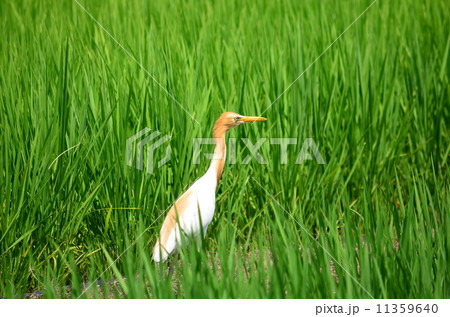 田んぼにアマサギ♪ 11359640