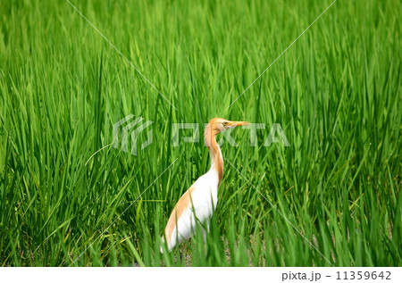 田んぼにアマサギ♪ 11359642