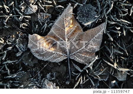Frozen leaf 11359747