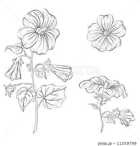 Flowers mallow, contours Flowers mallow, contours 11359799