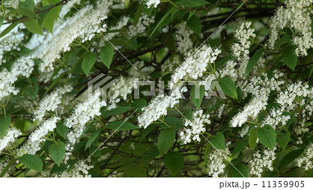 コバノガマズミ コバノガマズミ 11359905