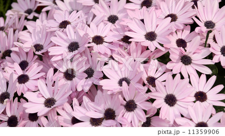 サイネリア 11359906