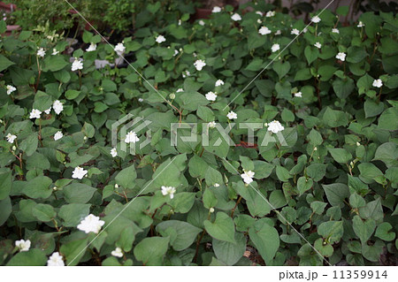 ドクダミ ドクダミ 11359914