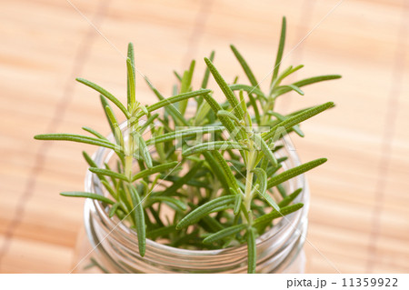 ローズマリー 11359922
