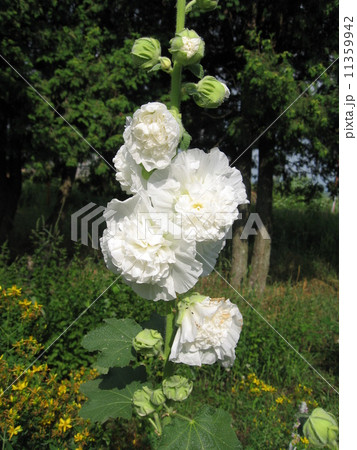 白いホリホック２ 11359942