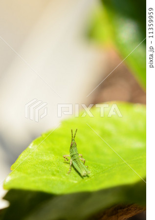 オンブバッタの赤ちゃん♪ 11359959