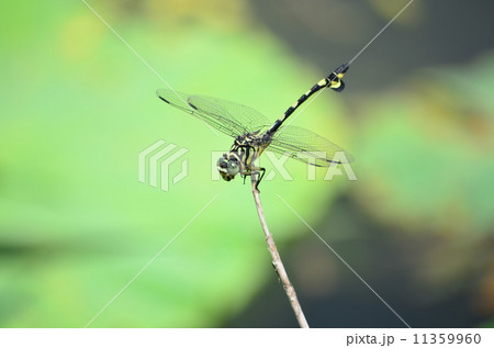 池にウチワヤンマ♪ 11359960