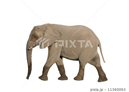 Entire elephant on white 11360063