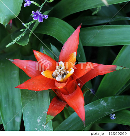 グズマニア 11360269