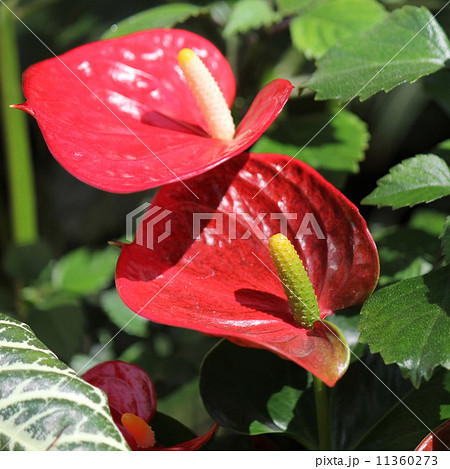 アンスリウム・アンドレアナム 11360273