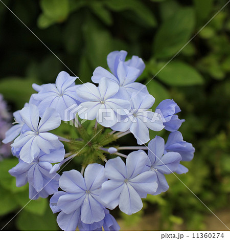 ルリマツリ 11360274