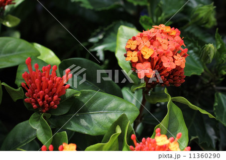 サンタンカ サンタンカ 11360290