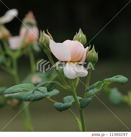 クイーン・オブ・スウェーデン 11360297