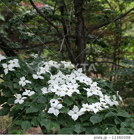 ヤマボウシ 11360306