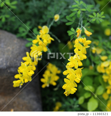 エニシダ 11360321