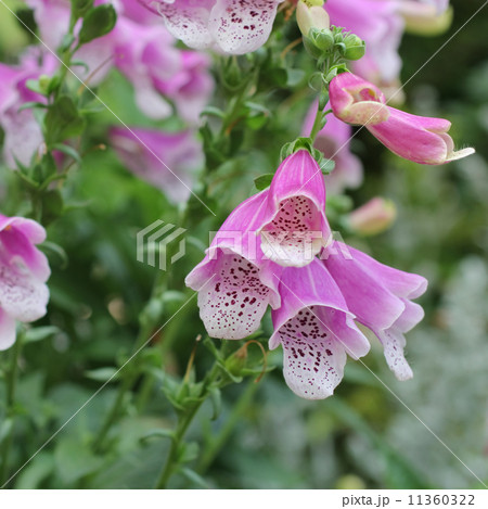 ジキタリス 11360322