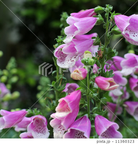 ジキタリス 11360323