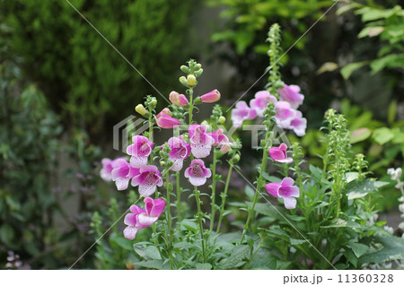 ジキタリス 11360328