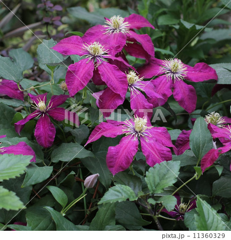 クレマチス 11360329