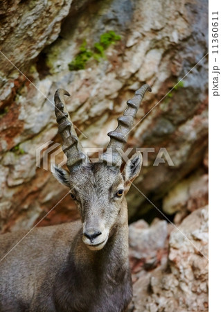Alpine Ibex 11360611