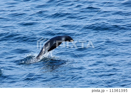 キタオットセイ 11361395