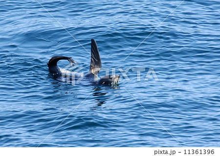 キタオットセイ 11361396