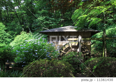 薬師池公園 薬師池公園 11361430