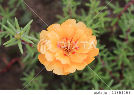 マリーゴールド マリーゴールド 11361568