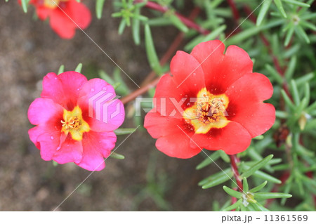 マツバボタン マツバボタン 11361569