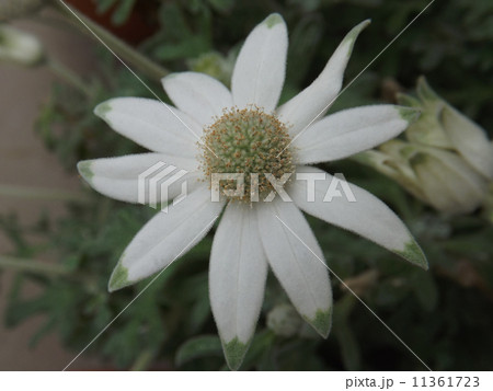 フランネルフラワー 11361723