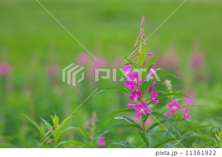 ヤナギラン 11361922