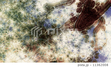 Fractal Organism 0142 11362008