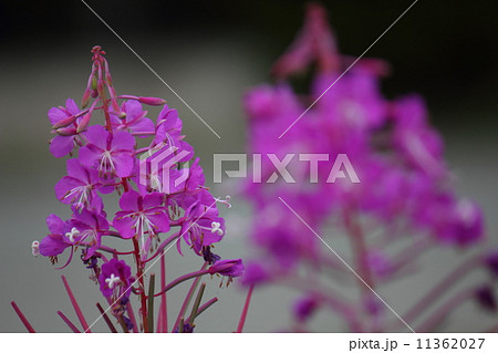 ヤナギラン(柳蘭) ヤナギラン(柳蘭) 11362027