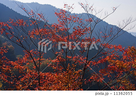 高野龍神の紅葉 11362055
