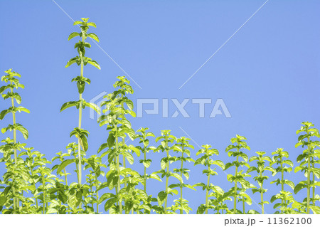 青空をバックにペニーロイヤルミントの葉 青空をバックにペニーロイヤルミントの葉 11362100