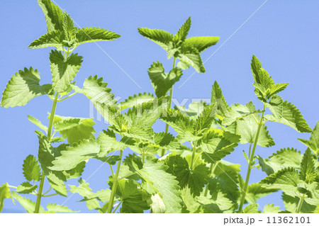 青空をバックにキャットニップの葉 11362101