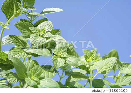 青空をバックにカラミンサの葉 青空をバックにカラミンサの葉 11362102