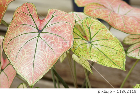 カラジュウム　02 11362119