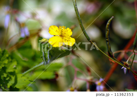 クサノオウ 11362353