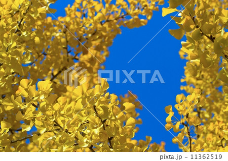 イチョウの黄葉 11362519