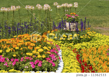 札幌大通り公園の花壇 札幌大通り公園の花壇 11362533