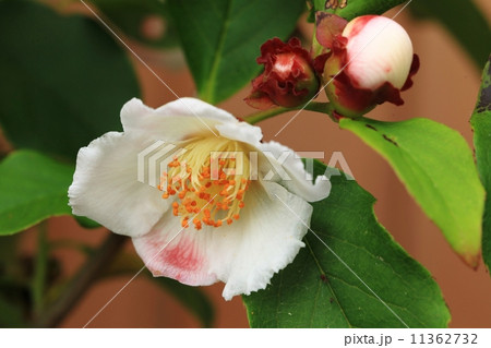 夏つばき 11362732