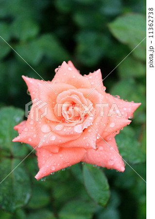 雨に濡れる旧古河庭園のバラ ソニア(作出者の娘に捧げられたバラ) 雨に濡れる旧古河庭園のバラ ソニア(作出者の娘に捧げられたバラ) 11362738