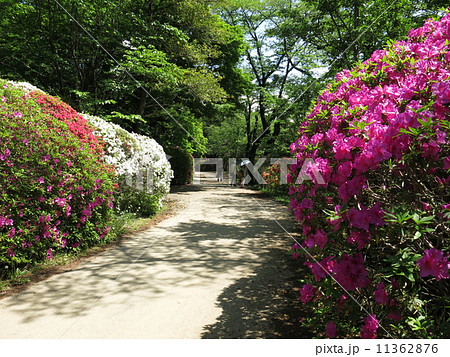 ツツジが咲く野田市の清水公園 ツツジが咲く野田市の清水公園 11362876