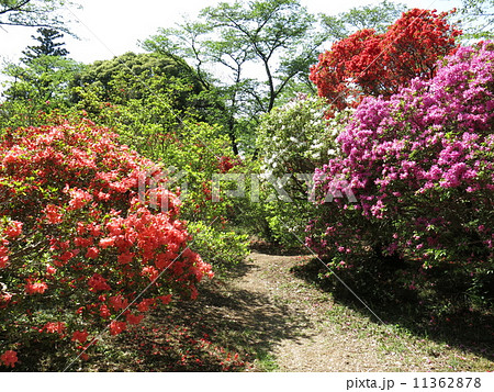 ツツジが咲き誇る野田市の清水公園(ツツジ園) ツツジが咲き誇る野田市の清水公園(ツツジ園) 11362878