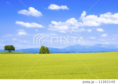 丘の町美瑛 田園風景 丘の町美瑛 田園風景 11363149