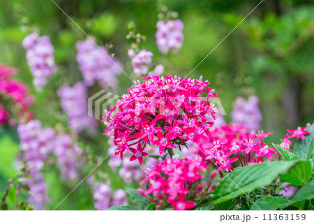 ペンタスの花 ペンタスの花 11363159